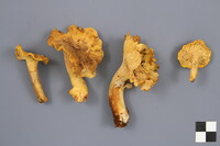 Cantharellus camphoratus image